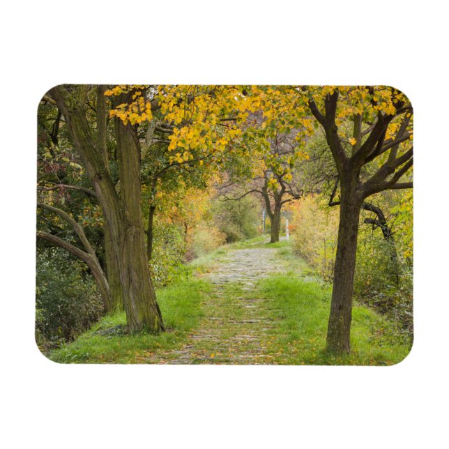 Baumgesäumter Pfad im Herbst Magnet (Horizontal)