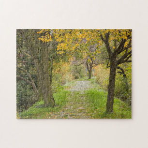 Baumgesäumter Weg im Herbst