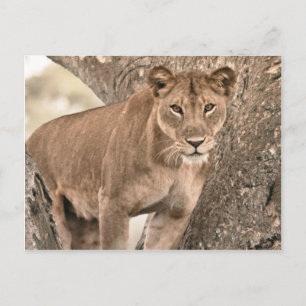 Baumkletterlion, Uganda Afrika Postkarte