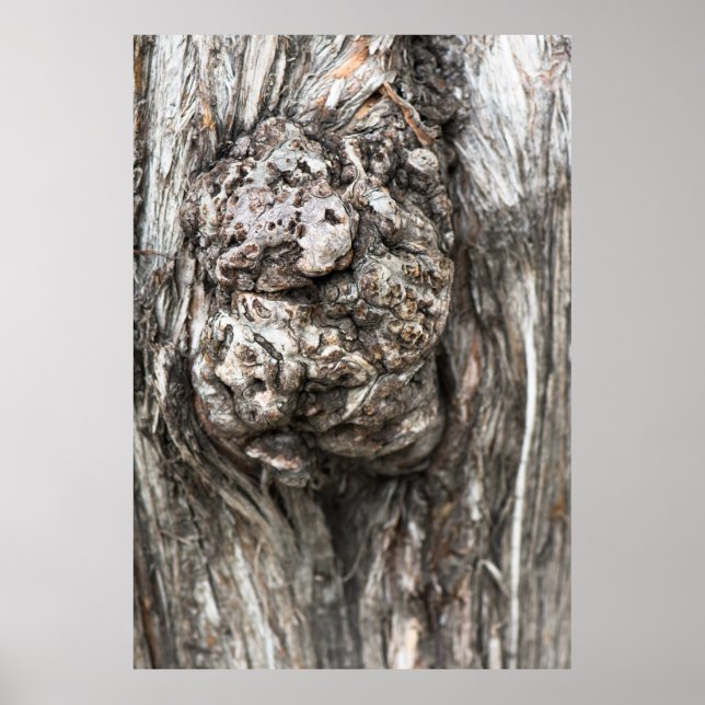 Baumknoten Poster (Vorne)