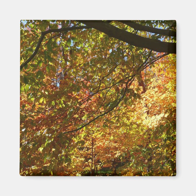 Baumkronen von Herbstlauben I Gelbe Herbstlandscha Magnet (Vorne)