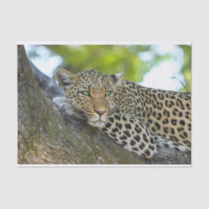 Baumleoparpapier Seidenpapier