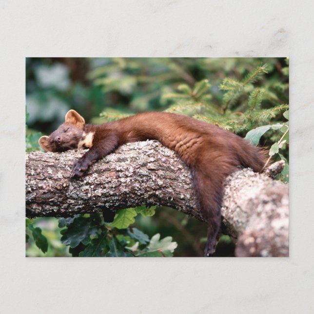Baummarder schläft auf Ast, Postkarte (Vorderseite)