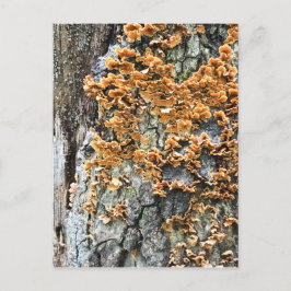 Baumpilz Postkarte