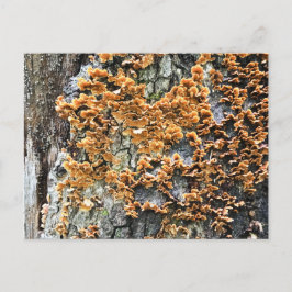 Baumpilz Postkarte