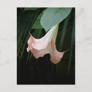 Baumpostkarte für die Blume Postkarte