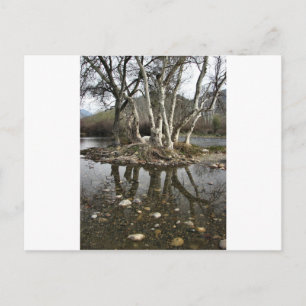 Baumreflektion Postkarte