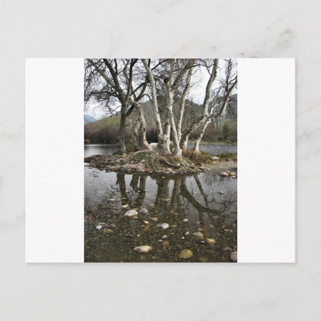 Baumreflektion Postkarte (Vorderseite)