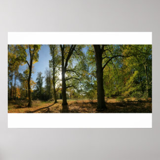 Baumreihe Poster