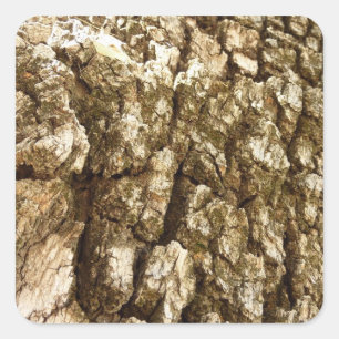 Baumrinde II Naturtexturierte Konstruktion Quadratischer Aufkleber