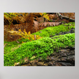 Baumrinde im Herbstmoos - Personalisiert Poster