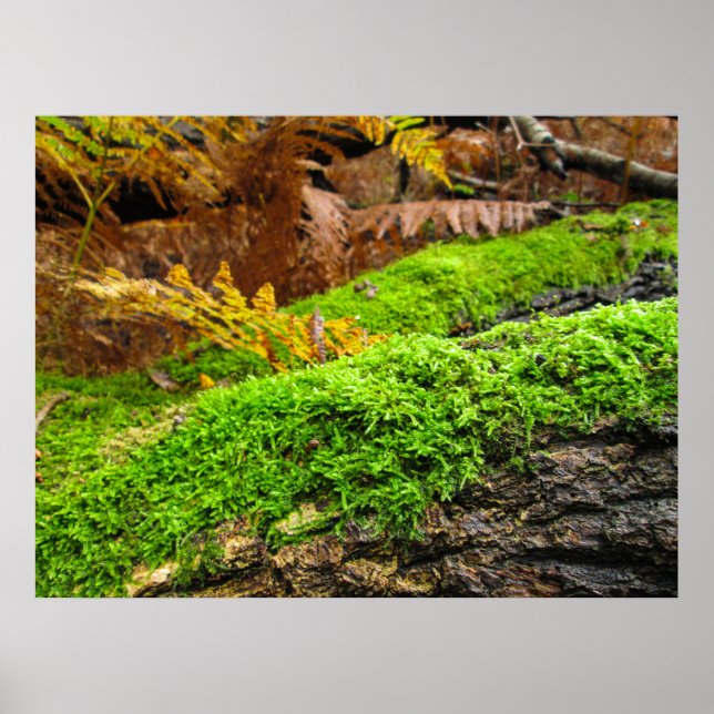 Baumrinde im Herbstmoos - Personalisiert Poster (Vorne)
