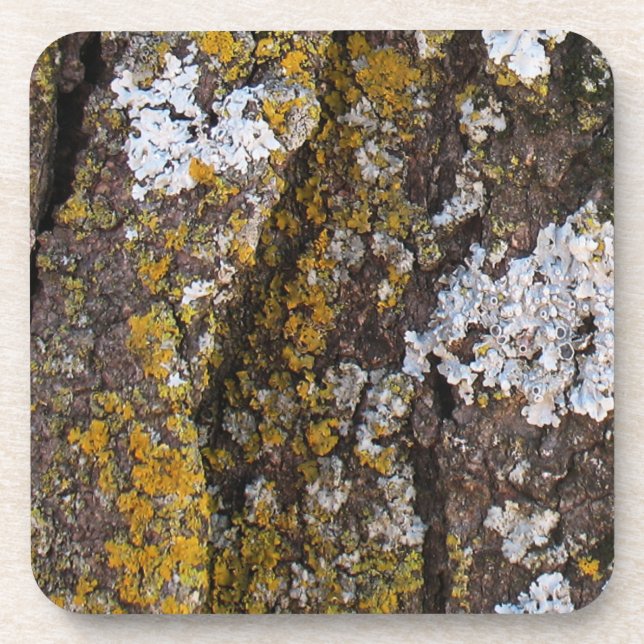 Baumrinde mit Lichen Getränkeuntersetzer (Vorderseite)