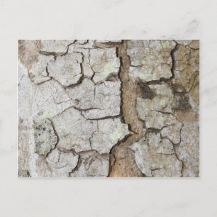 Baumrinde Postkarte