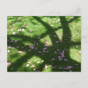 Baumschatten Postkarte