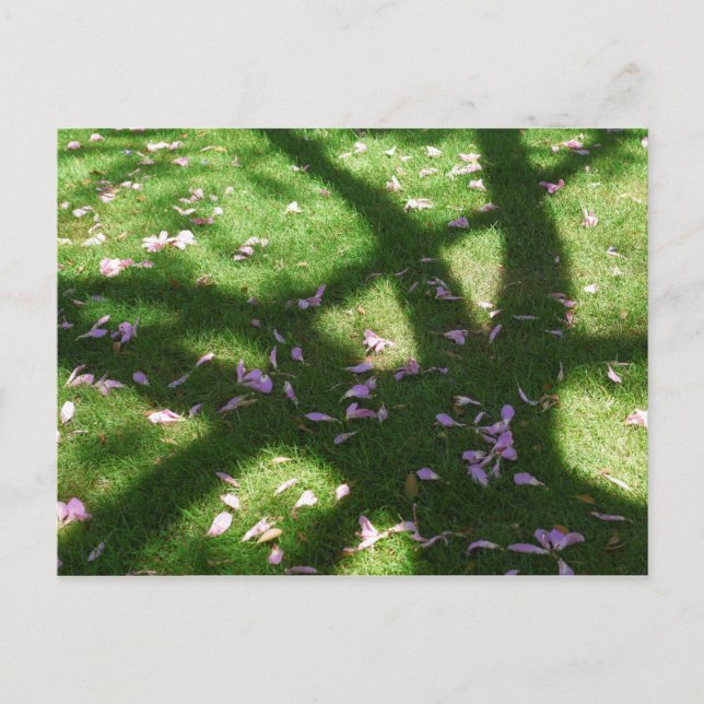 Baumschatten Postkarte (Vorderseite)