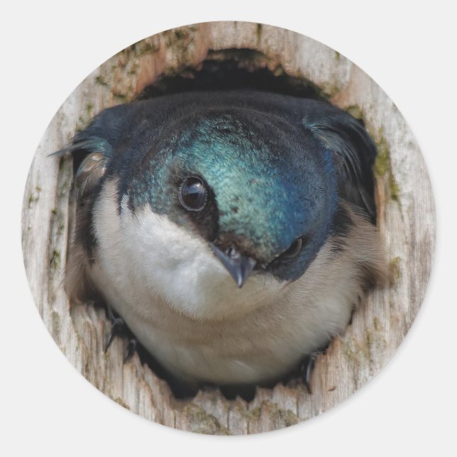 Baumschlamm Songbird in einem Nestbox Runder Aufkleber (Vorderseite)