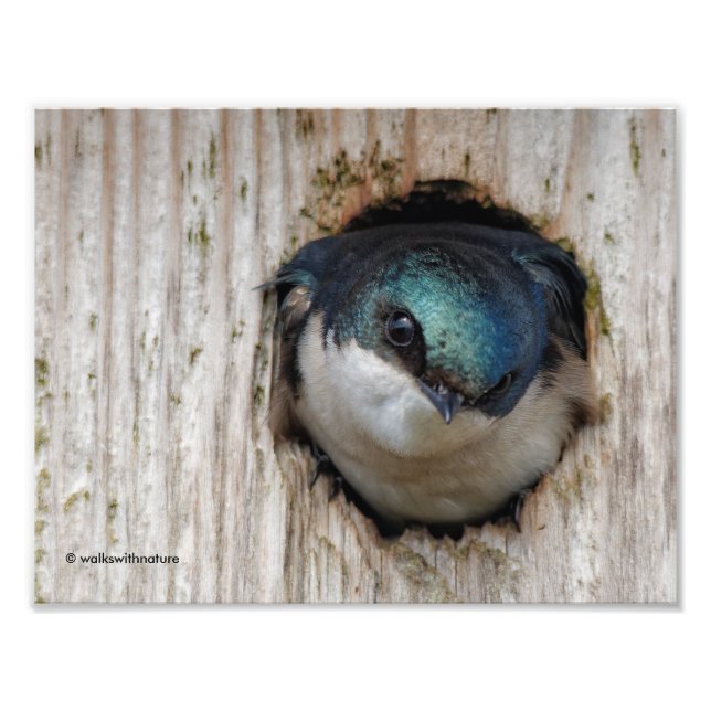 Baumschluchzen, neuer Besitzer von Nestbox Fotodruck (Vorne)