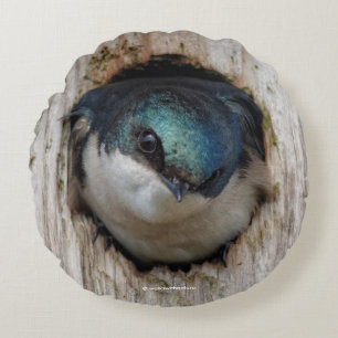Baumschlucken in einer Nestbox Rundes Kissen