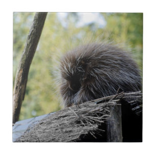 Baumstachelschwein Fliese
