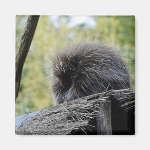 Baumstachelschwein Magnet