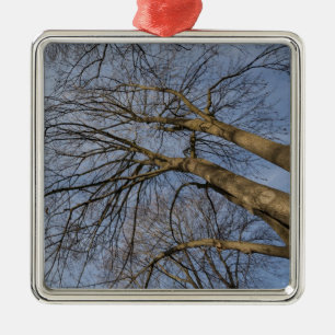 Baumstamm-Design/Baummuster Pioineer Park, WA Silbernes Ornament