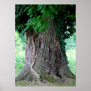 Baumstamm einer Esche, alter Baum mit Blätter, Poster