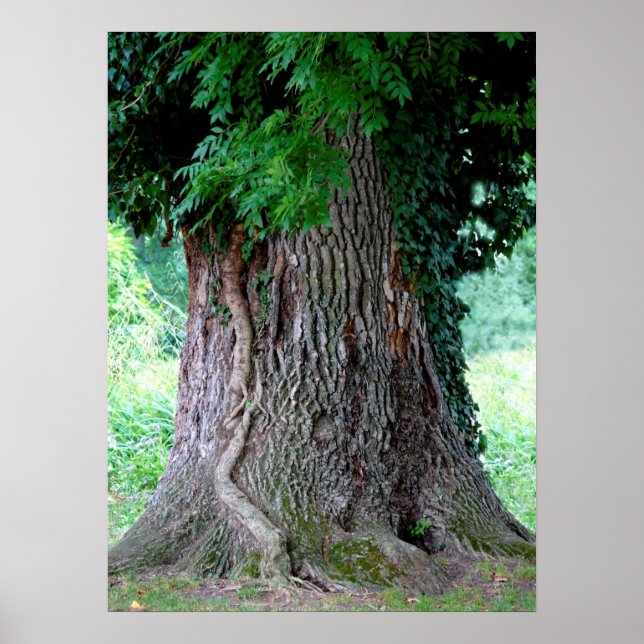 Baumstamm einer Esche, alter Baum mit Blätter, Poster (Vorne)