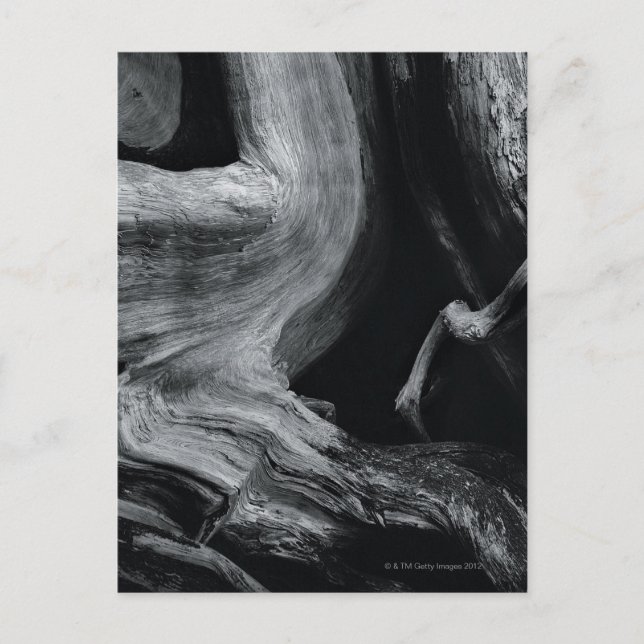 Baumstamm Postkarte (Vorderseite)