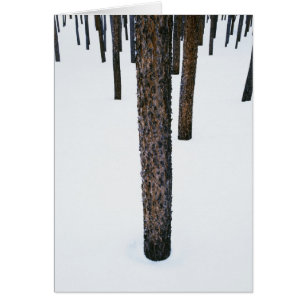 Baumstämme im Schnee