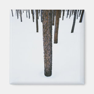Baumstämme im Schnee Magnet