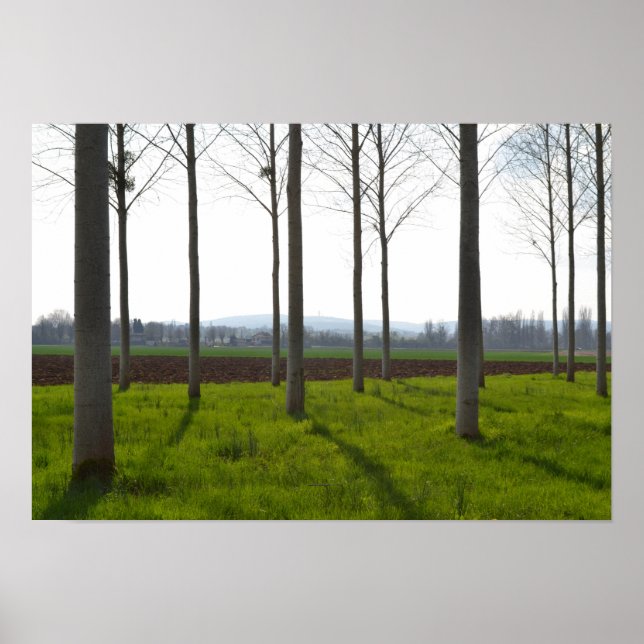 Baumstämme und die französische Landschaft Poster (Vorne)