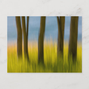 Baumstämme und Gras San Juan Islands, WA Postkarte