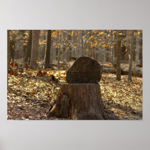 Baumstumpf im Wald Poster
