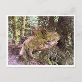 Baumstumpf Postkarte