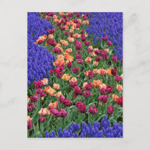 Baumuster von Tulpen und Blume von Reben, Postkarte