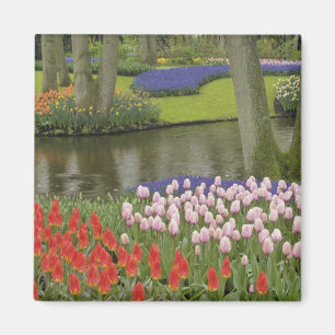 Baumuster von Tulpen und Blume von Traubentrester, Magnet