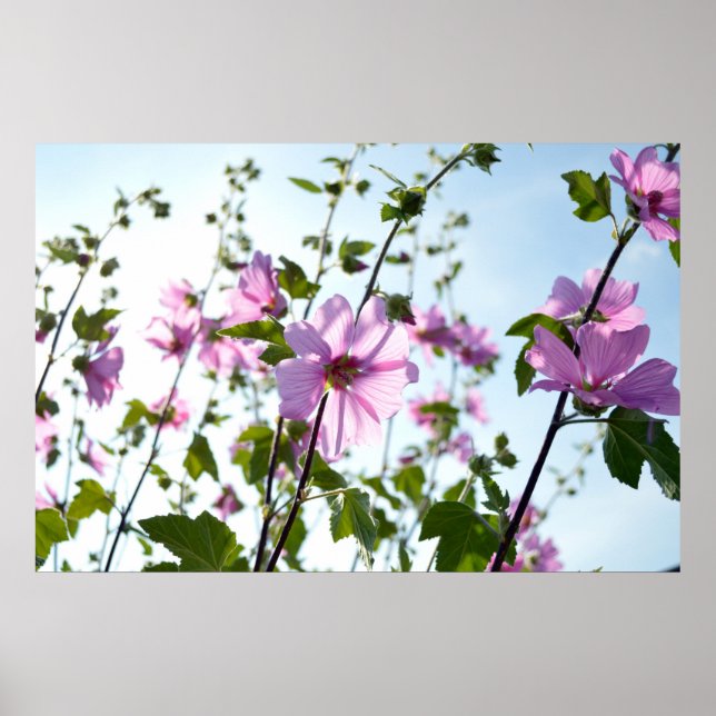 Baumwoll-Blüten im Sommer Poster (Vorne)