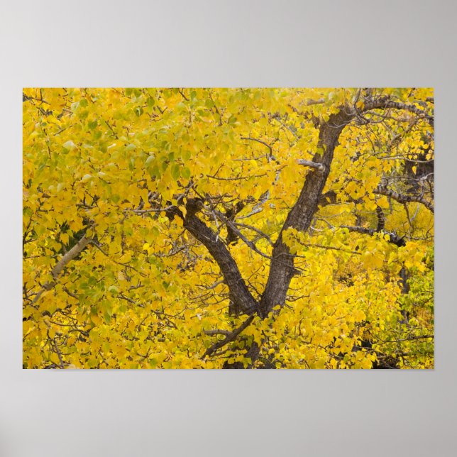 Baumwollbaum in den Herbstfarben im Gletscher Poster (Vorne)