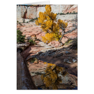 Baumwollbaum in Herbstfarben