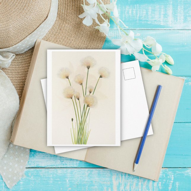 Baumwollblüten  postkarte (Von Creator hochgeladen)