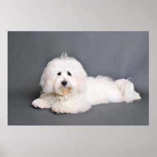 Baumwolle de Tulear - Joci Poster