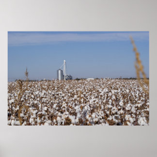 Baumwolle, Land, Bauernhof, Farbe Poster