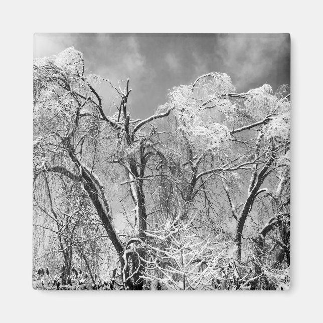 Baumwolle Magnet (Vorne)