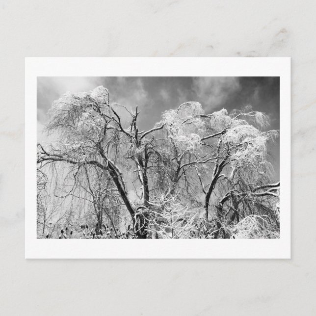 Baumwolle Postkarte (Vorderseite)