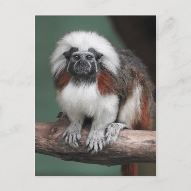 Baumwolle-Spitze Tamarin Ankündigungspostkarte (Vorderseite)