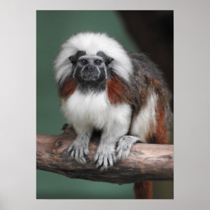 Baumwolle-Spitze Tamarin Poster