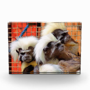 BAUMWOLLE - TOP TAMARIN MONKEYS FOTOBLOCK