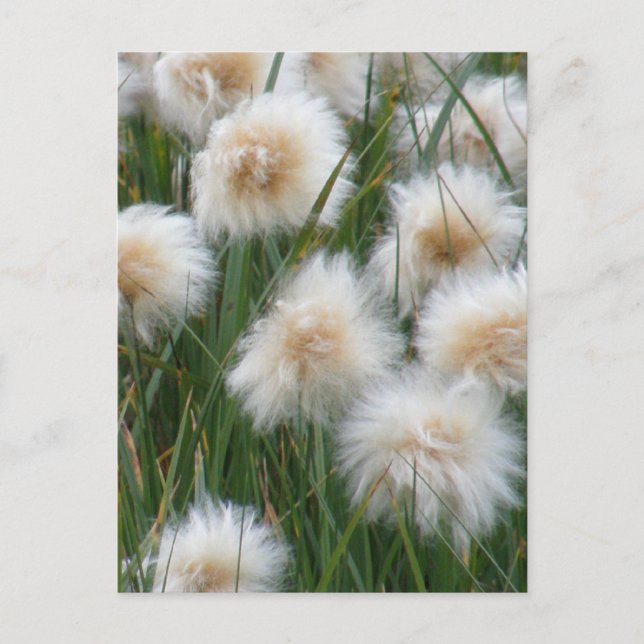 Baumwollgras (Eriophorum russeolum) Postkarte (Vorderseite)