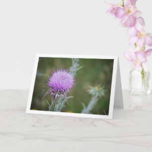 Baumwollthistle, Onopordum-Pflanze Karte